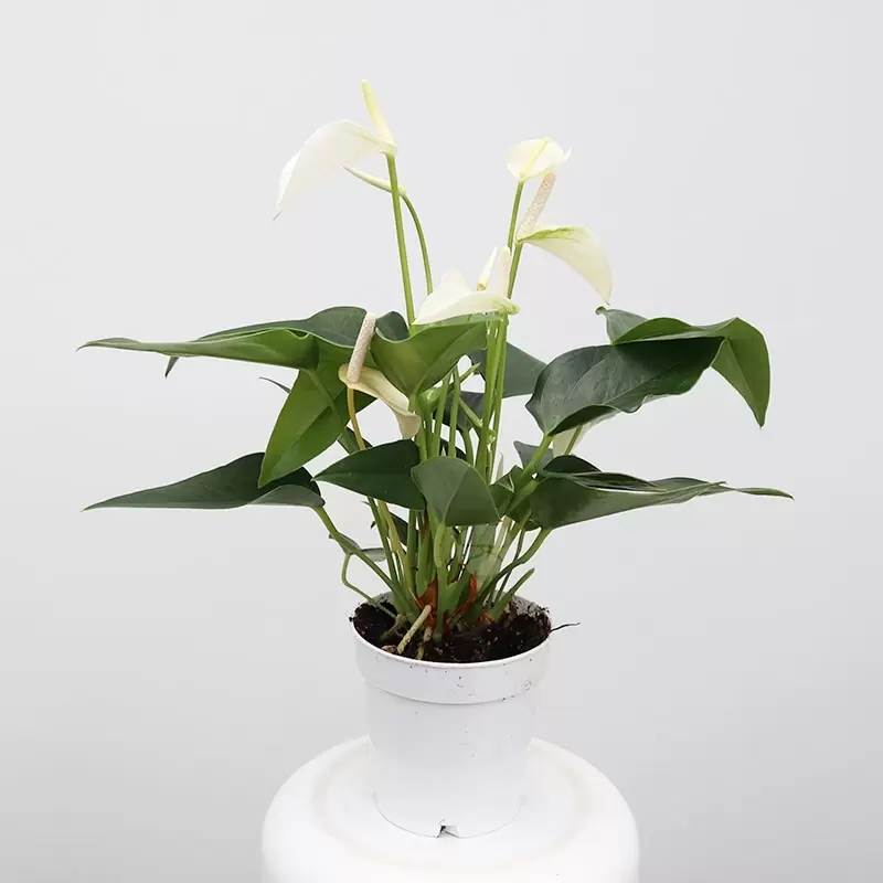 ANTHURIUM AND. WHITE CHAMPION | FLAMINGOPLANT  WIT